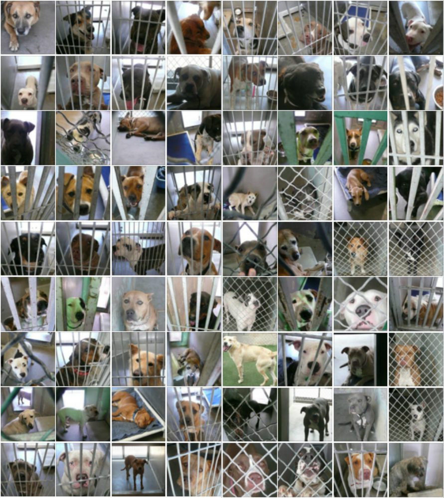 Fotografa centinaia di cani in un canile per un motivo inimmaginabile...