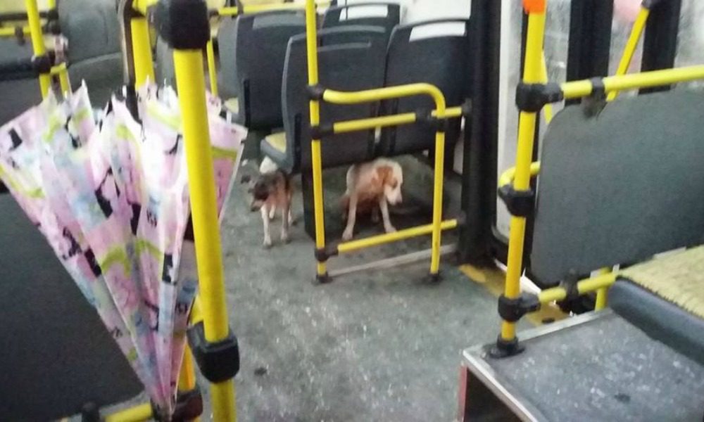 L'autista fa salire i cani randagi sul bus: il motivo è commovente