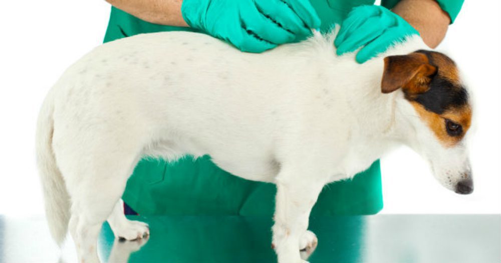 “L’esperto risponde”: l'anaplasmosi canina