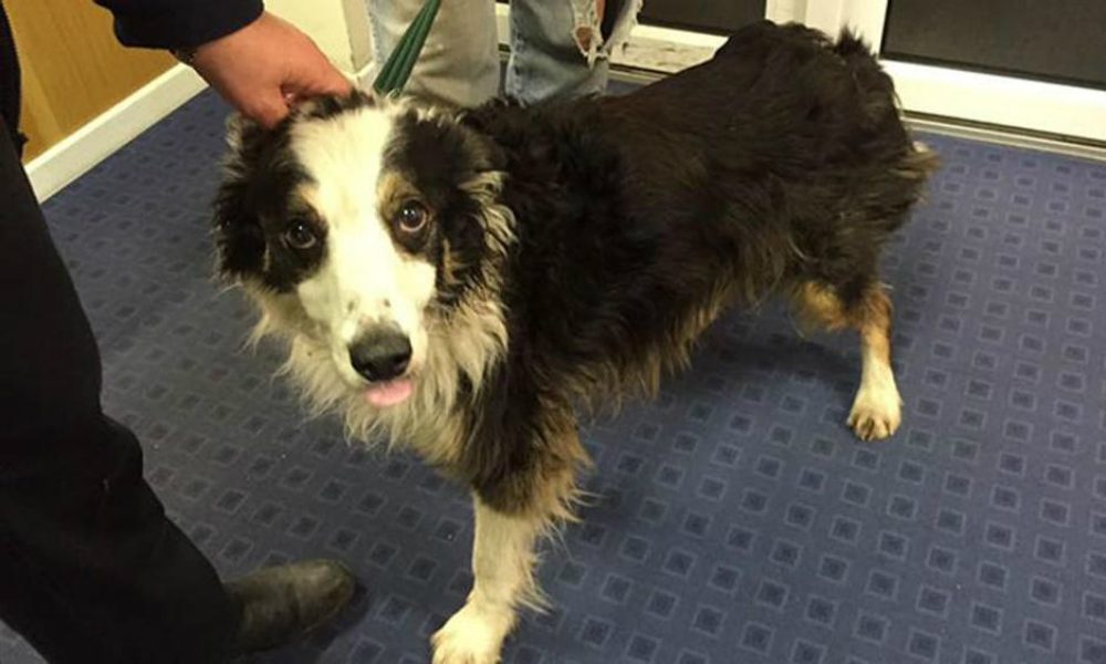 Percorre 100 km per tornare dalla sua famiglia: l’amore incondizionato di un cane