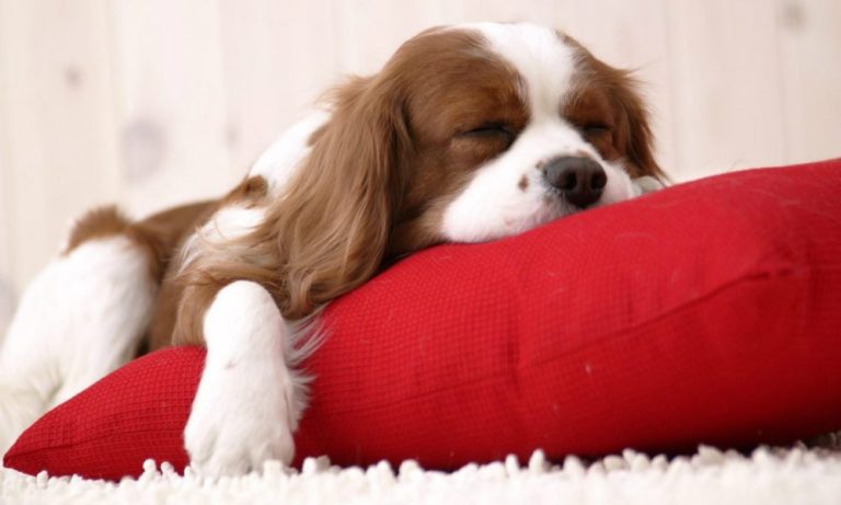 Come far smettere di russare il proprio cane? [VIDEO]