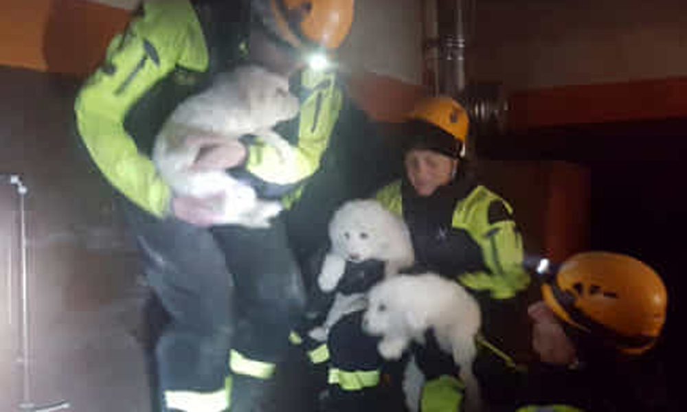 Hotel Rigopiano: trovati vivi i 3 cuccioli di Lupo e Nuvola [FOTO]