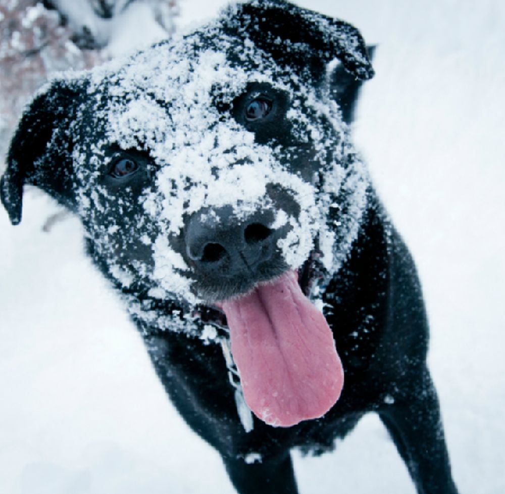 Emergenza freddo: due milioni di cani e gatti a rischio assideramento