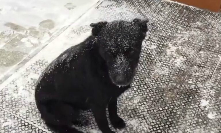 Cane attende il proprietario per tre anni al gelo sotto la neve [VIDEO]