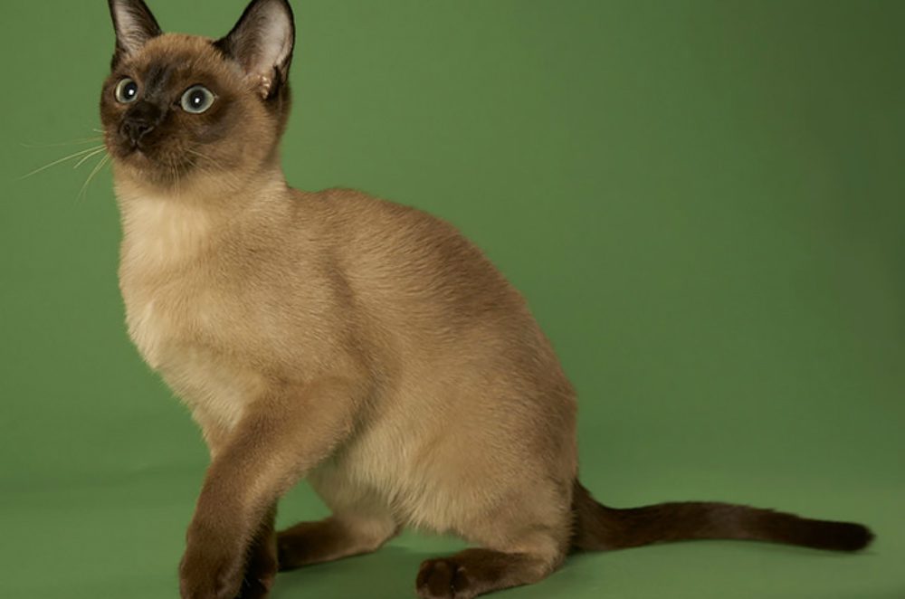 Il Tonchinese: il gatto dalle orecchie di velluto