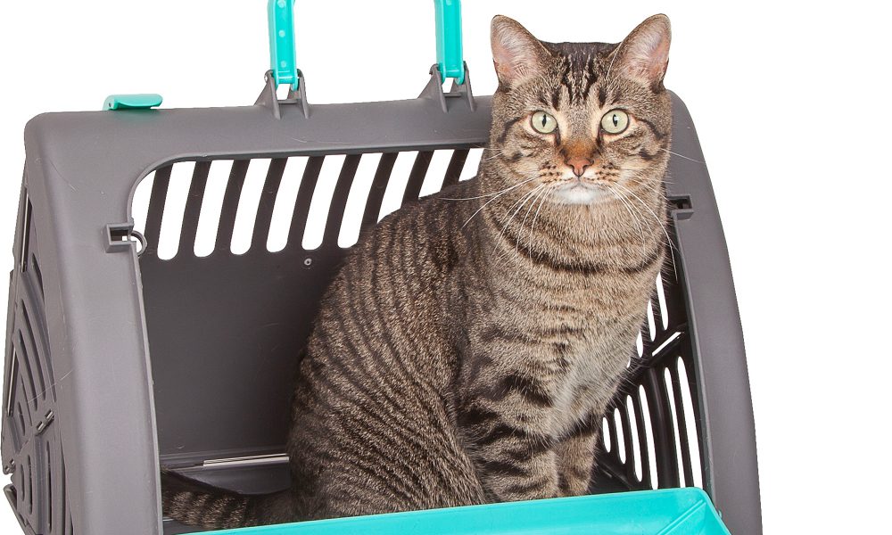 Come abituare il gatto a stare nel trasportino: consigli utili
