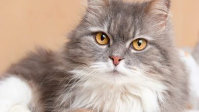 “L’Esperto risponde”: FIV, la sindrome da immunodeficienza felina