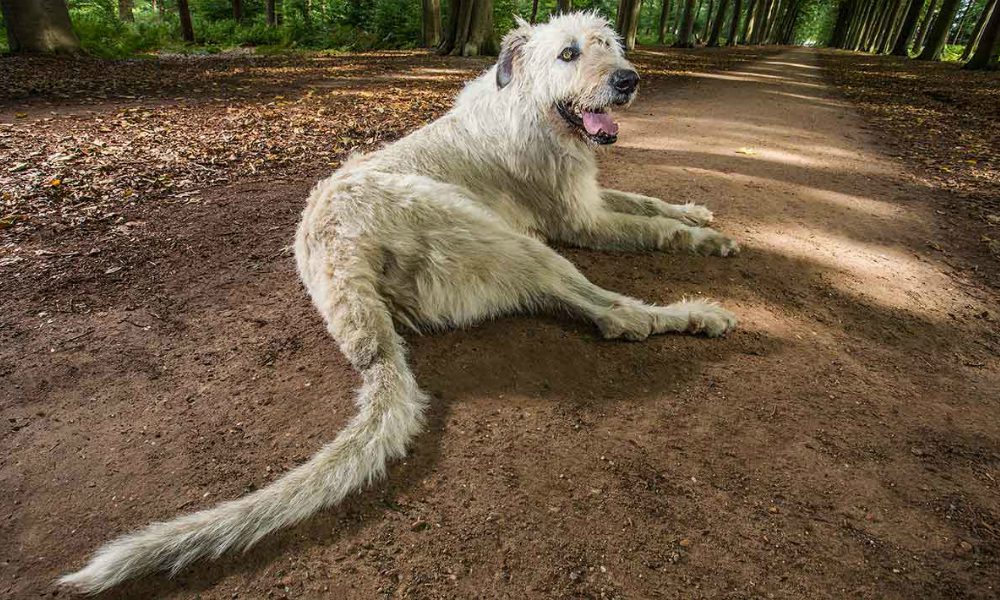 Keon: il cane dalla coda più lunga al mondo [VIDEO]