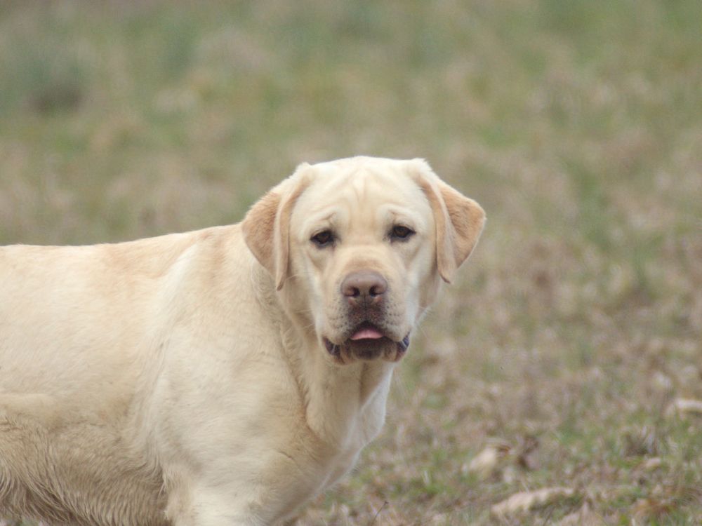 Labrador resta incastrato e rischia la vita, miracolosamente salvato dai Vigili del Fuoco