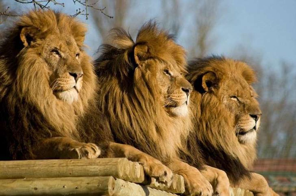 Tragedia in una riserva naturale: tre leoni sbranano un veterinario e il suo assistente
