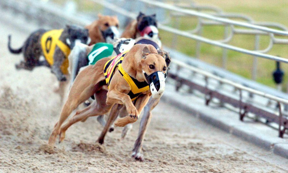 Greyhound: il cane da corsa per eccellenza