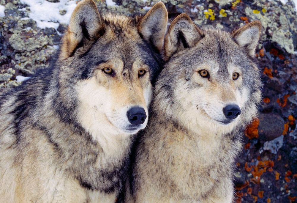 #CacciaunNO: salviamo i lupi, la lettera delle associazioni animaliste al Ministro Gentiloni