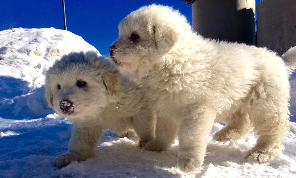 Hotel Rigopiano: trovati vivi i cani cresciuti nel resort travolto dalla valanga