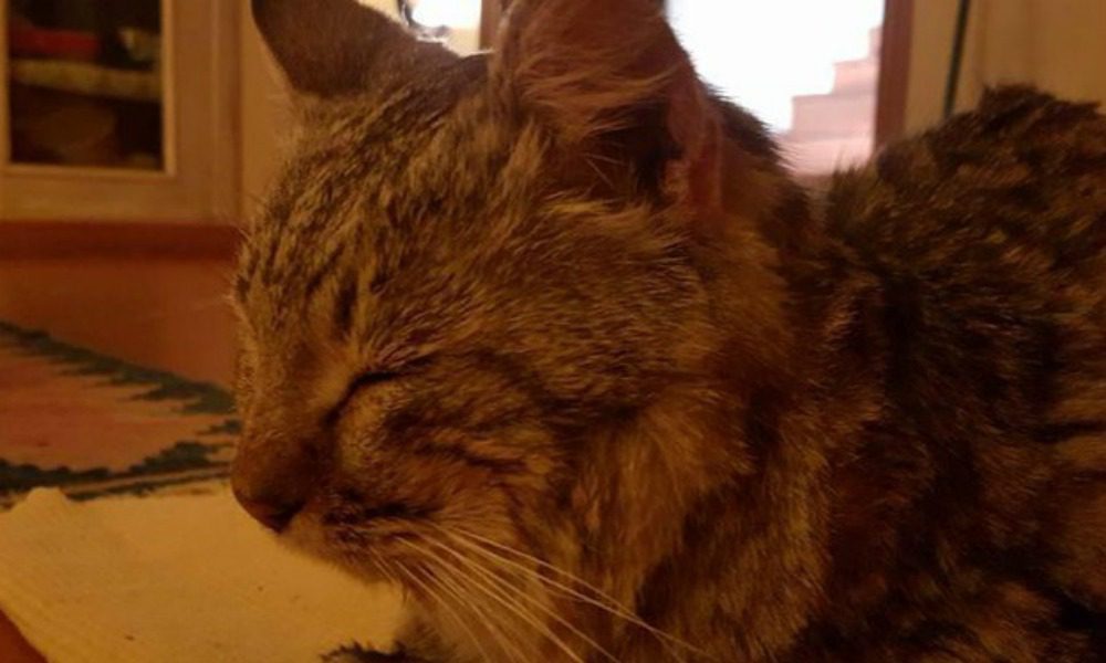 Il gatto Ogghy percorre 140 km in 2 anni: voleva solo morire a casa sua