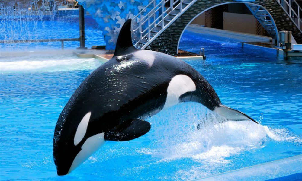 Addio a Tilikum, l’orca assassina famosa al mondo