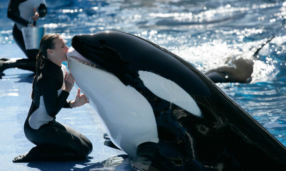 Addio a Tilikum, l’orca assassina famosa al mondo