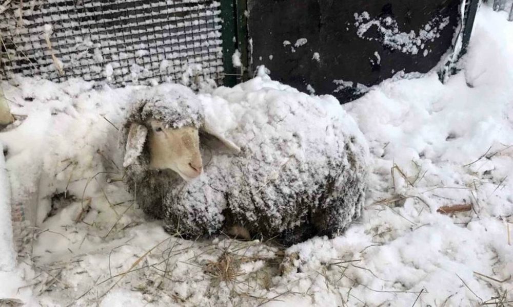 Emergenza terremoto: tanti animali morti e in difficoltà