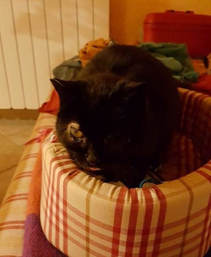 È morta Polifema, la gattina nera seviziata per superstizione