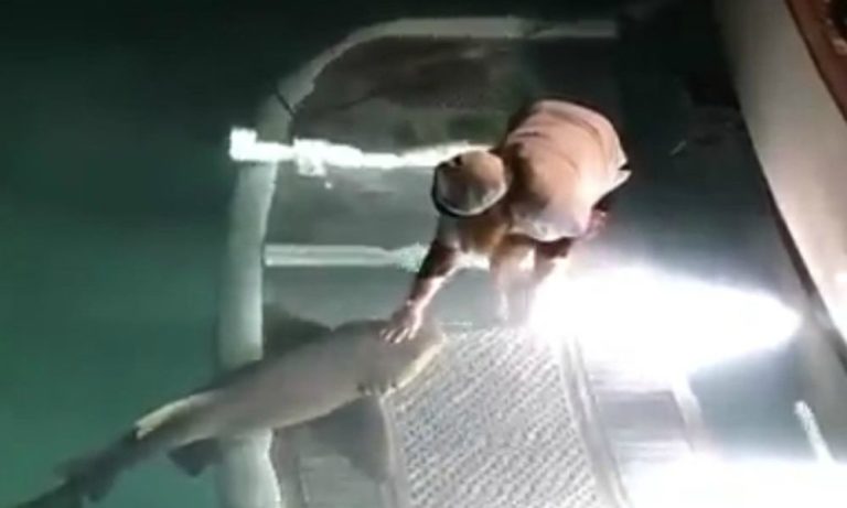 Accarezza degli squali: la loro reazione è incredibile [VIDEO]