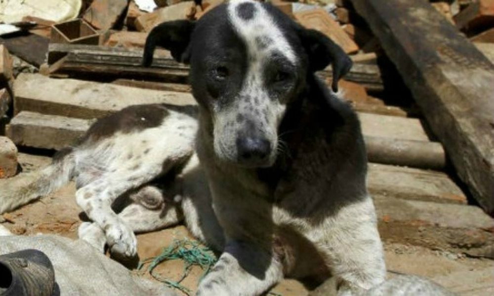 Terremoto: l’appello dell'ENPA: “Pensare a tutti, uomini e animali”