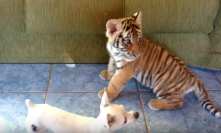 Attenti a quei due: una tigre e un Chihuahua [VIDEO]