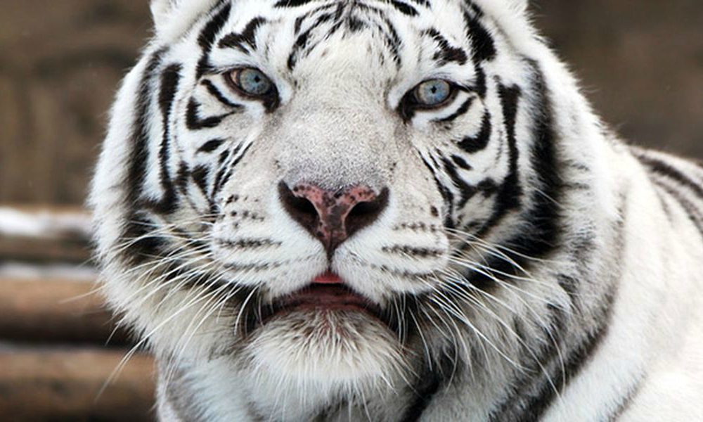 Terrore a Monreale: tigre del Bengala scappa dal circo e semina il panico