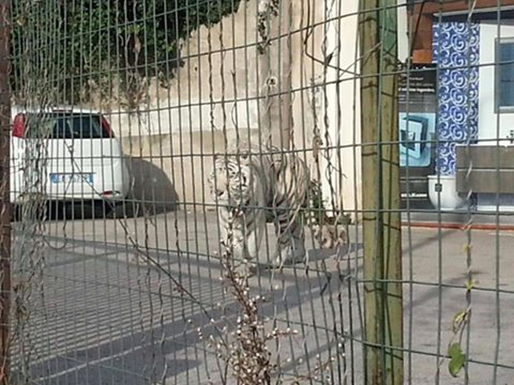 Terrore a Monreale: tigre del Bengala scappa dal circo e semina il panico