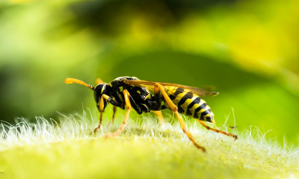 Gli animali più pericolosi del mondo: la statistica shock dell’Università di Melbourne