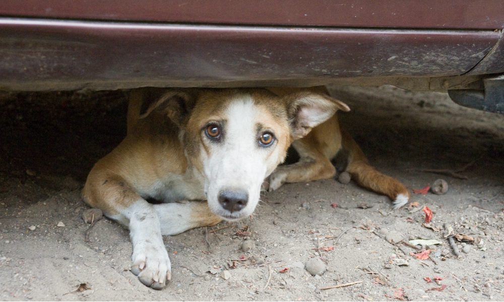 Strage nel Catanese: altri cani vittime del veleno