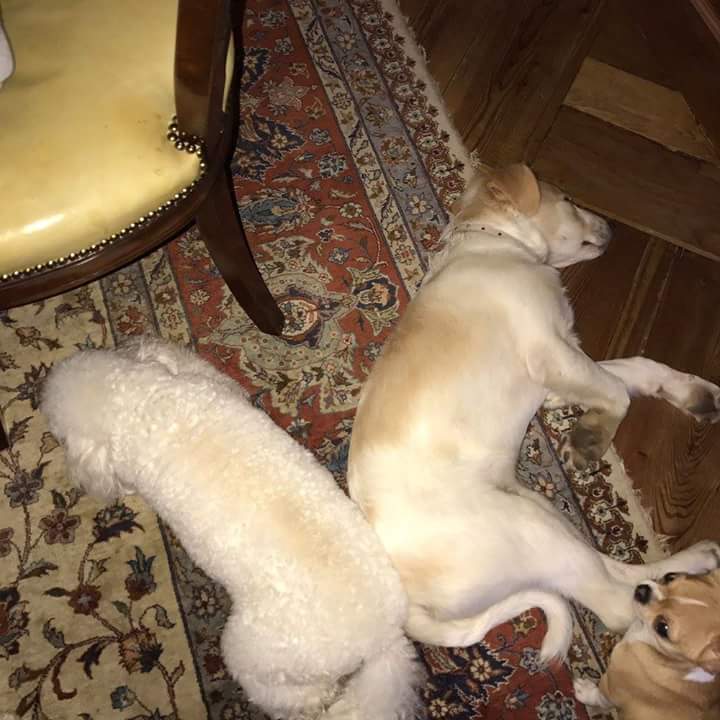 I cani di casa Berlusconi crescono [FOTO]