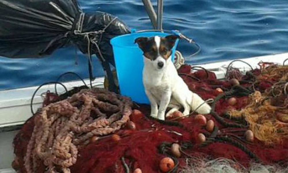 Cagnolino abbandonato si getta in mare: salvato per miracolo