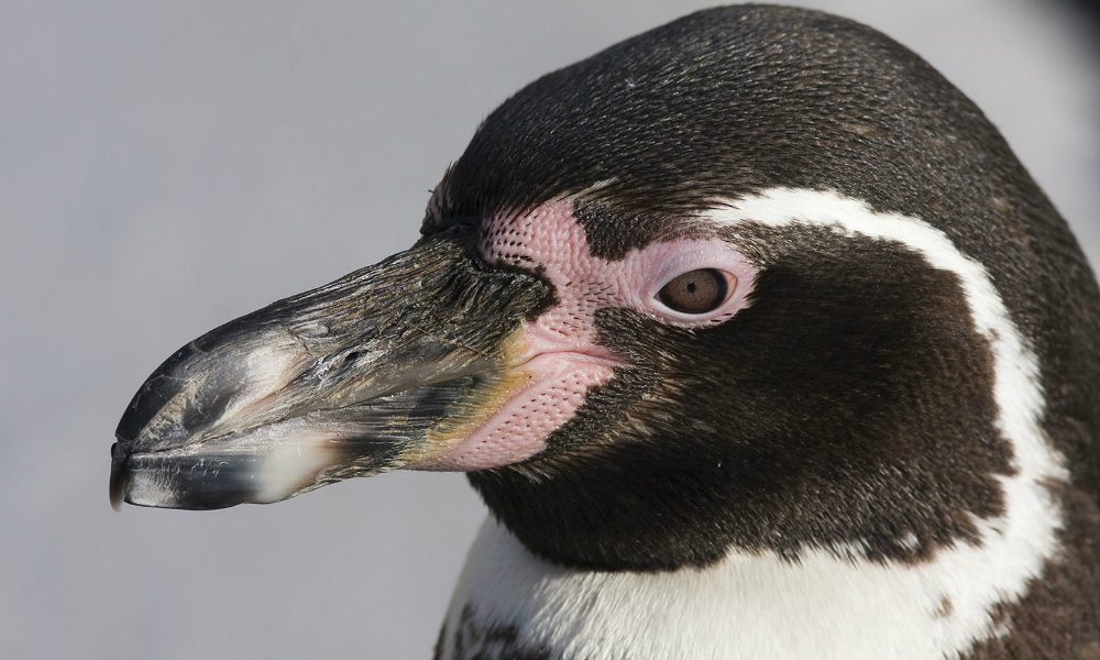 Pinguino rubato allo zoo: incessanti le ricerche, rischia la vita