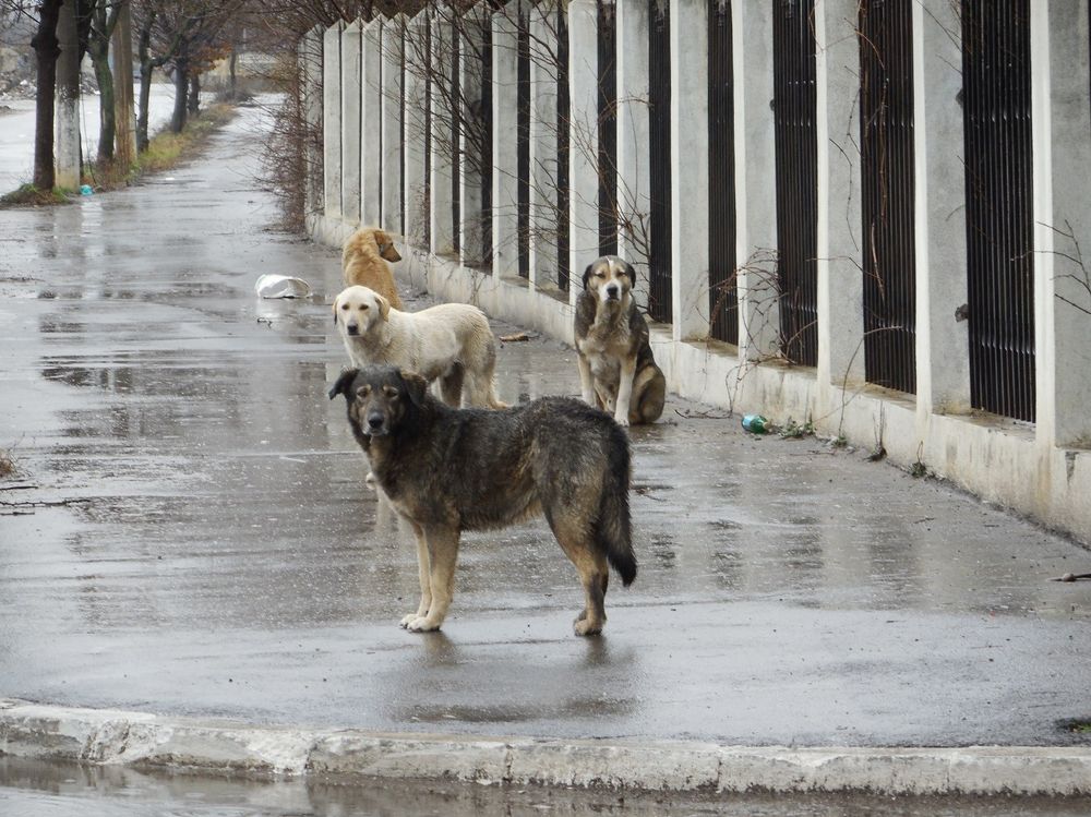 I cani randagi saranno abbattuti a fucilate: la proposta shock del Governo