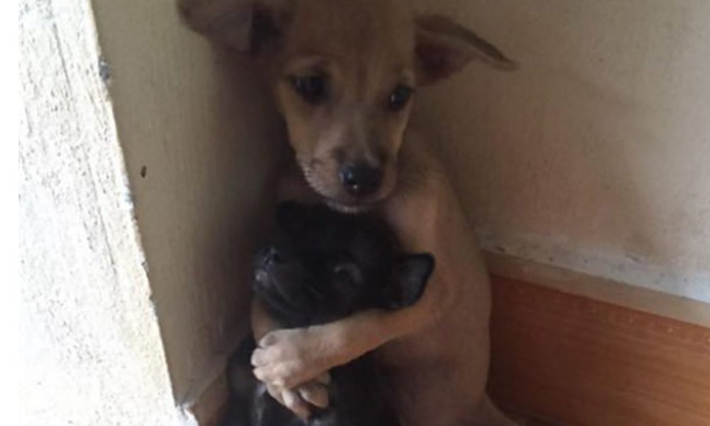 Cuccioli salvati dalla strada non smettono di abbracciarsi [FOTO]