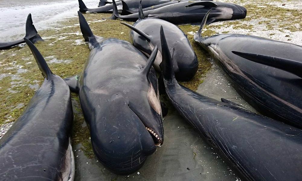 Orrore in Nuova Zelanda: centinaia di balene arenate sulla spiaggia