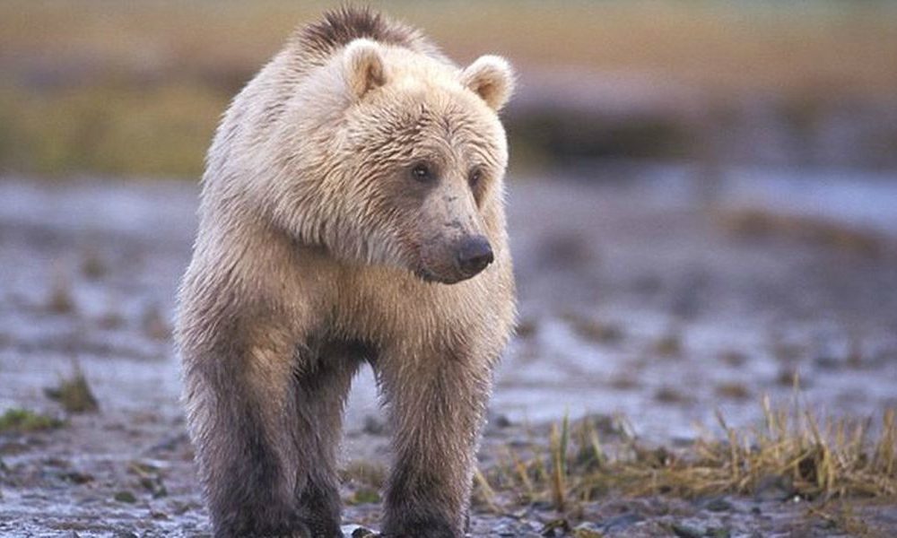 Orso si sveglia prima dal letargo per il troppo caldo sulle Alpi