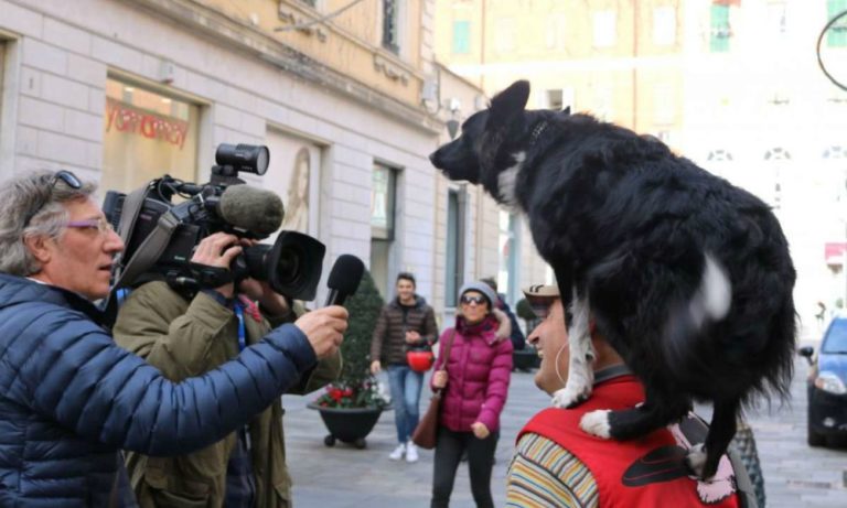 Festival di Sanremo: cani acrobati sul red carpet [VIDEO]