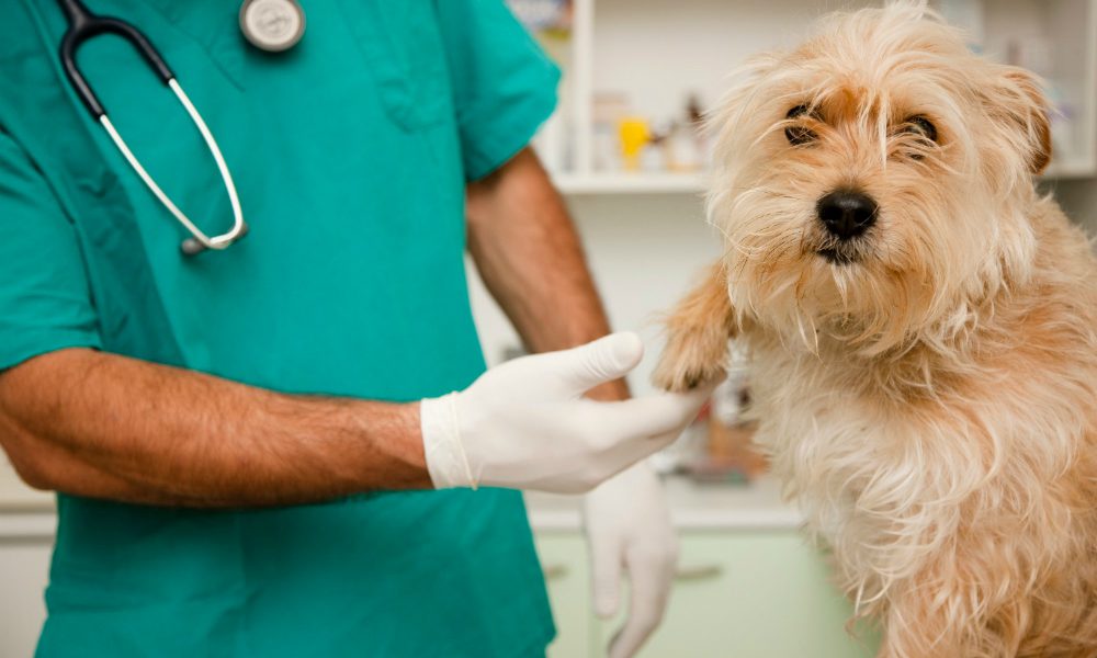 “L’Esperto risponde”: la seborrea canina