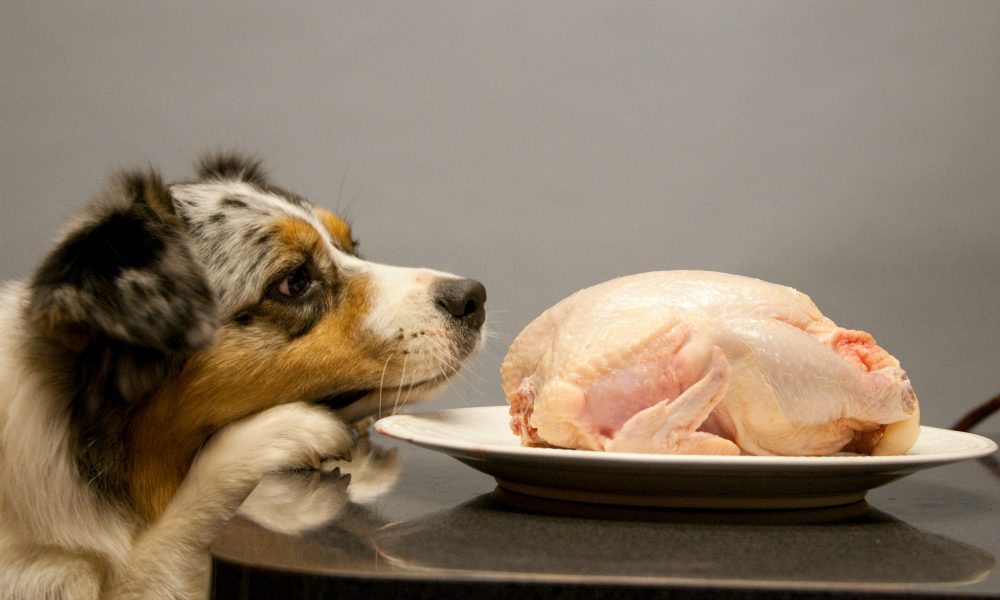 Come educare il cane a stare lontano dalla tavola