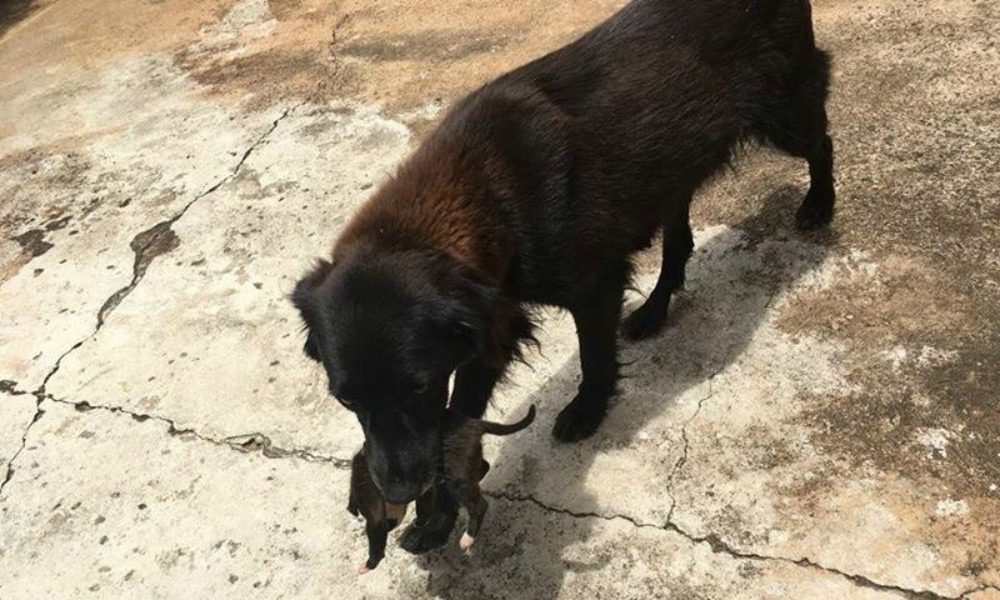 Cane rovista nella spazzatura... e salva una vita!