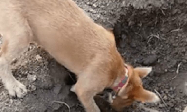 Cane seppellisce suo fratello spalando la terra col naso [VIDEO]