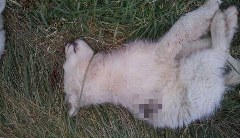 Orrore a San Giovanni Rotondo: cuccioli massacrati a bastonate
