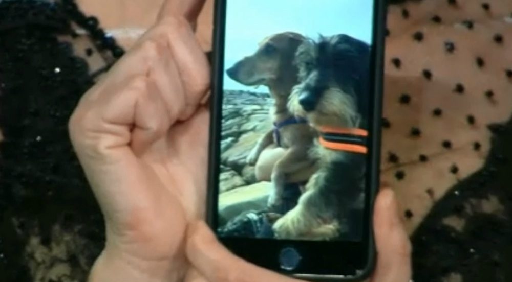 Sanremo 2017: i cani di Maria De Filippi protagonisti del Festival [VIDEO]
