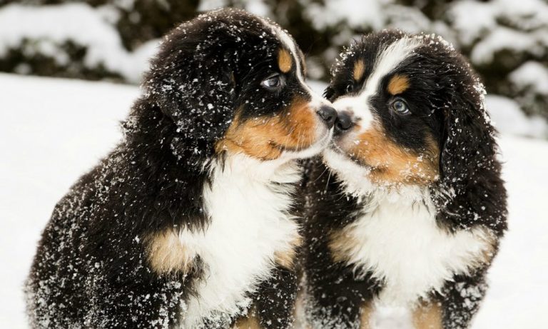 Cani che amano follemente la neve [VIDEO]