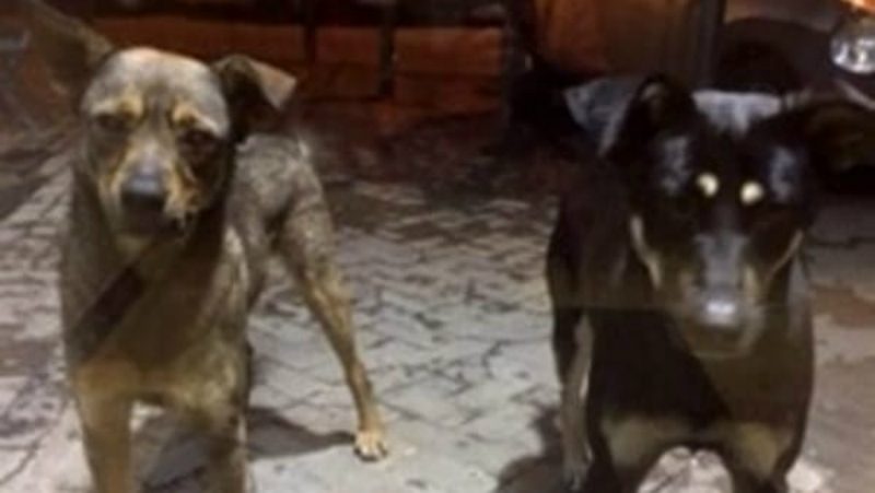 Strage nel Catanese: altri cani vittime del veleno