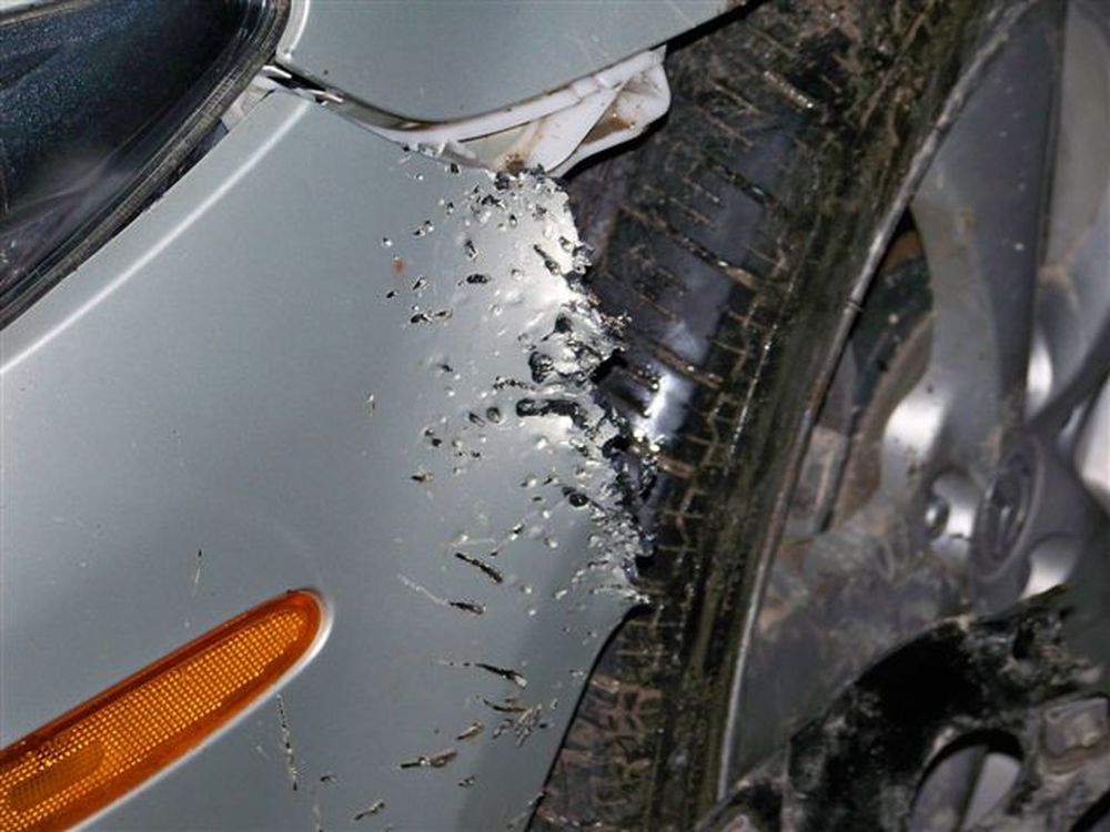 Cane vandalo: danneggiava le auto, ora è agli “arresti domiciliari”