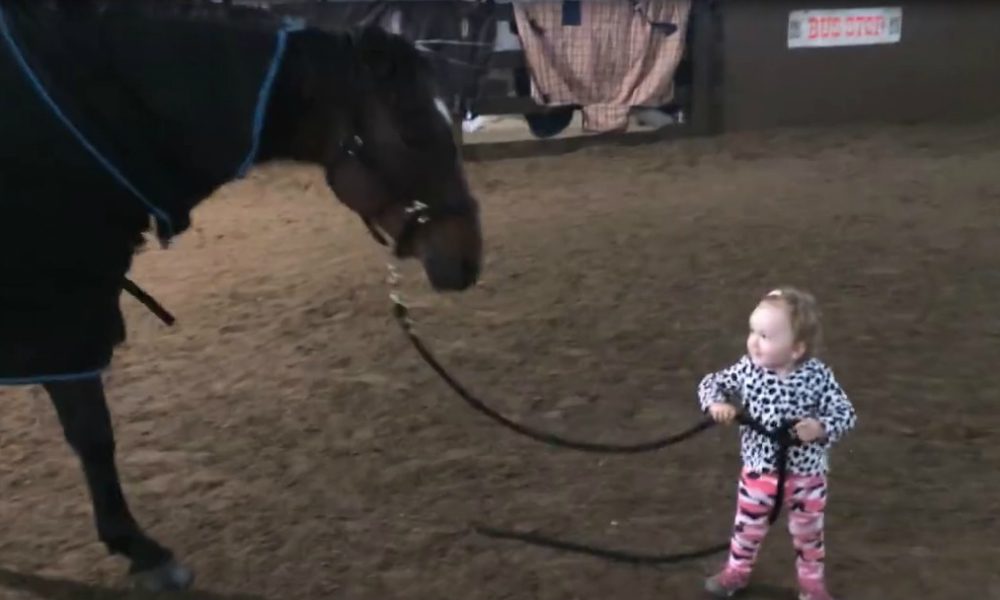 A spasso con un cavallo [VIDEO]