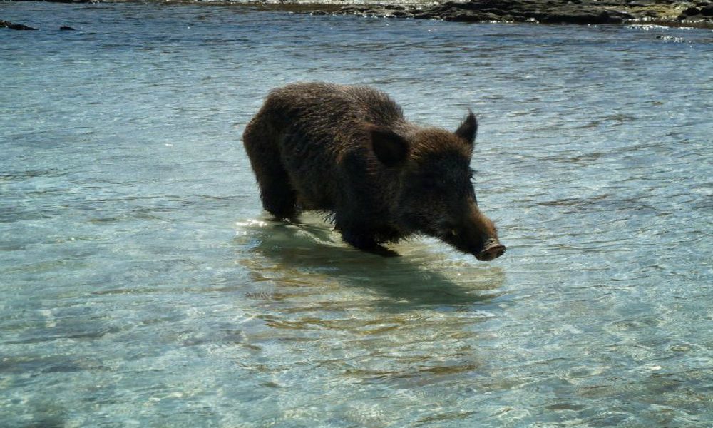 Il cinghiale nuotatore [VIDEO]