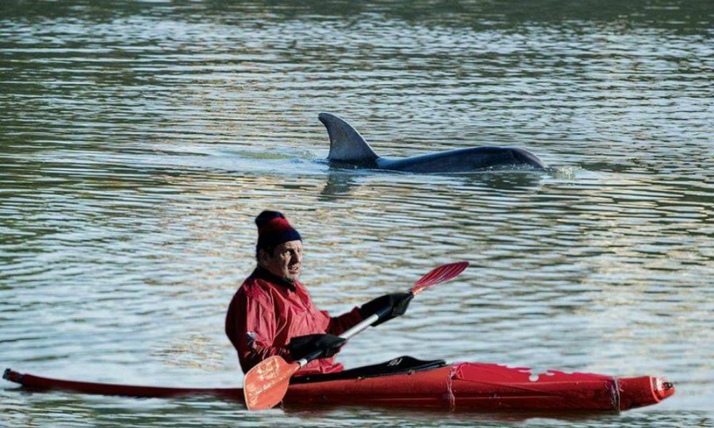 Cosa ci fa un delfino nell’Arno? [VIDEO]