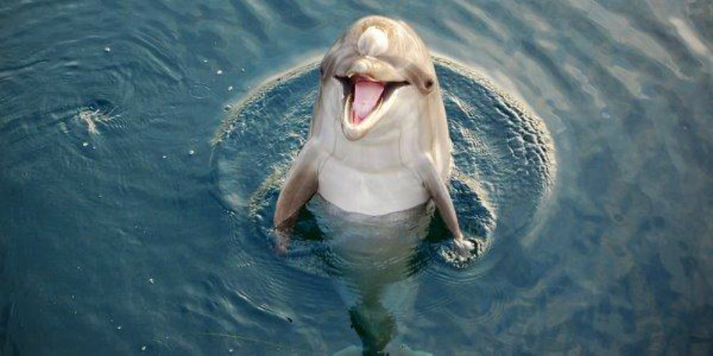 Cosa ci fa un delfino nell’Arno? [VIDEO]